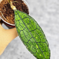 Hoya Clemensiorum Aceh ar #064