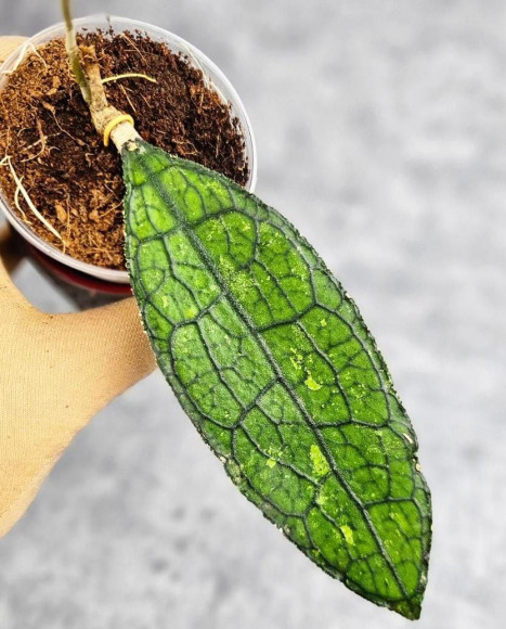 Hoya Clemensiorum Aceh ar #064 Hoya Clemensiorum Aceh ar #064