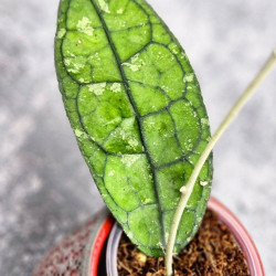 Hoya Clemensiorum Borneo #001       