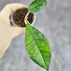 Hoya Clemensiorum Sarawak #002  