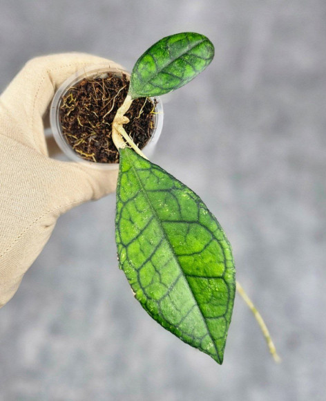 Hoya Clemensiorum Sarawak #002  