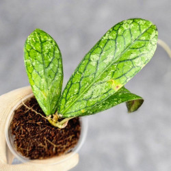 Hoya Tanggamus Splash