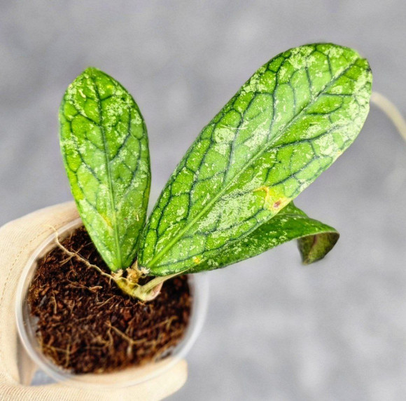 Hoya Tanggamus Splash