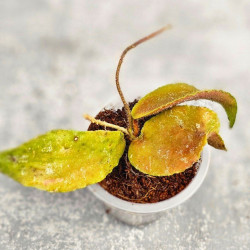 Hoya Caudata Aceh Red Leaf  