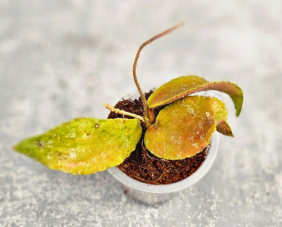 Hoya Caudata Aceh Red Leaf Hoya Caudata Aceh Red Leaf