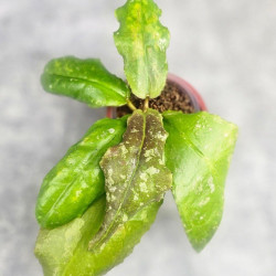 Hoya Undulata Red Leaf  