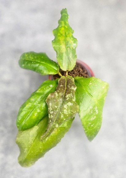 Hoya Undulata Red Leaf  