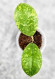 Hoya Sp Kalbar  