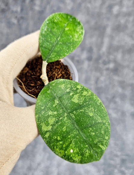 Hoya Sp Kalbar Hoya Sp Kalbar