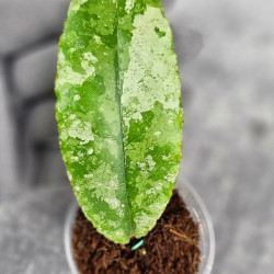 Hoya Undulata Aceh Silver 