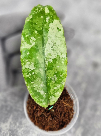 Hoya Undulata Aceh Silver Hoya Undulata Aceh Silver