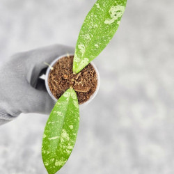 Hoya Kaikoeana High Splash  