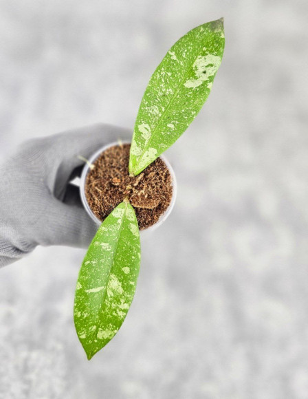 Hoya Kaikoeana High Splash Hoya Kaikoeana High Splash