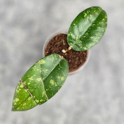 Hoya Sp. Aceh ABS 005 