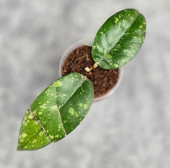 Hoya Sp. Aceh ABS 005 