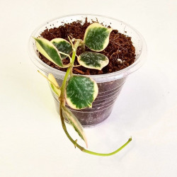 Hoya Curtisii Albo  
