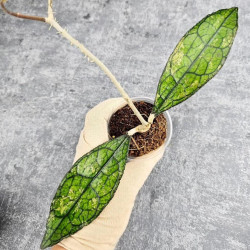 Hoya Clemensiorum Aceh #023                                        