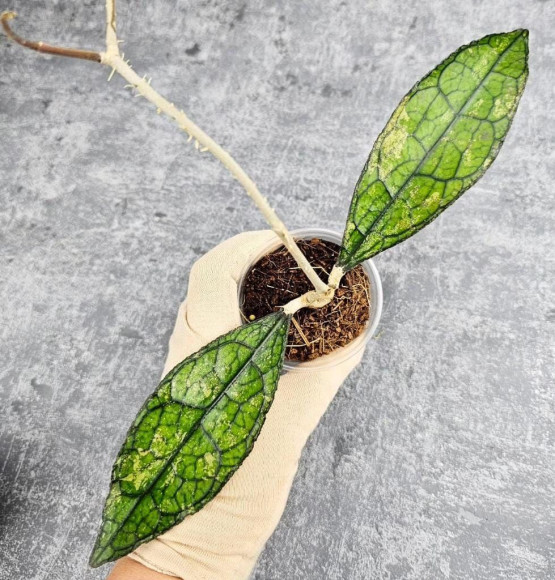 Hoya Clemensiorum Aceh #023                                        