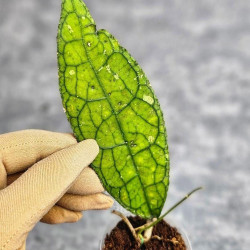 Hoya Clemensiorum Aceh ar #065