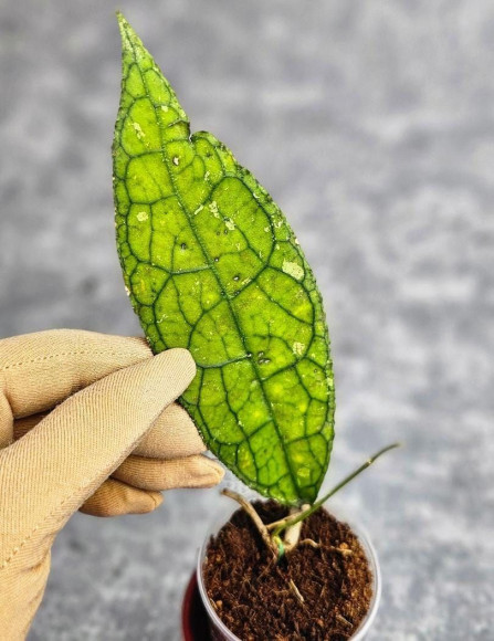 Hoya Clemensiorum Aceh ar #065 Hoya Clemensiorum Aceh ar #065