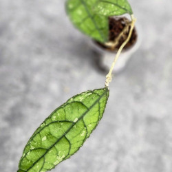 Hoya Clemensiorum Borneo #001        