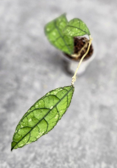 Hoya Clemensiorum Borneo #001        