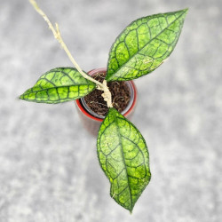 Hoya Clemensiorum Sarawak #002 