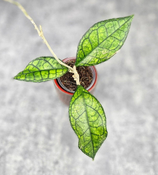 Hoya Clemensiorum Sarawak #002 