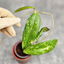 Hoya Tanggamus Splash 