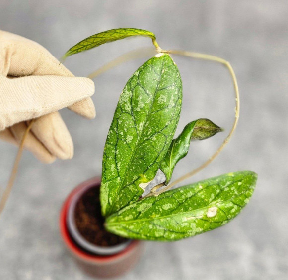 Hoya Tanggamus Splash Hoya Tanggamus Splash