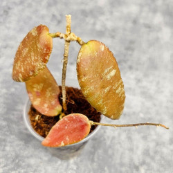 Hoya Caudata Aceh Red Leaf  