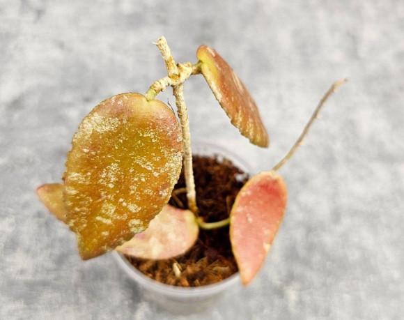 Hoya Caudata Aceh Red Leaf Hoya Caudata Aceh Red Leaf