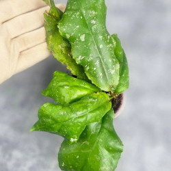 Hoya Undulata Red Leaf   