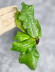 Hoya Undulata Red Leaf   