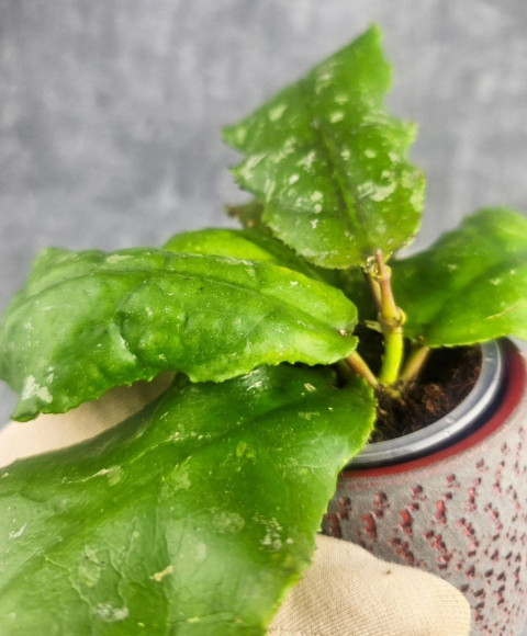 Hoya Undulata Red Leaf Hoya Undulata Red Leaf