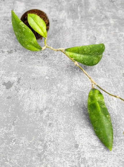 Hoya Aff Lambii Splash Hoya Aff Lambii Splash