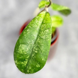 Hoya Aff Lambii Splash