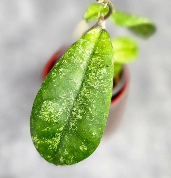 Hoya Aff Lambii Splash Hoya Aff Lambii Splash