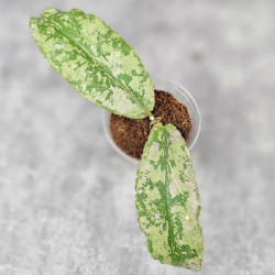 Hoya Undulata Aceh Silver  