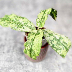 Hoya Undulata Aceh Silver  