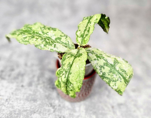 Hoya Undulata Aceh Silver Hoya Undulata Aceh Silver