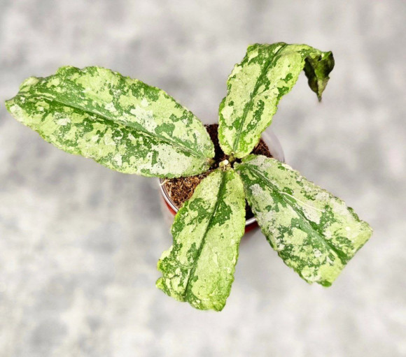 Hoya Undulata Aceh Silver Hoya Undulata Aceh Silver