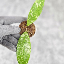Hoya Kaikoeana High Splash  