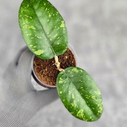 Hoya Sp. Aceh ABS 005 