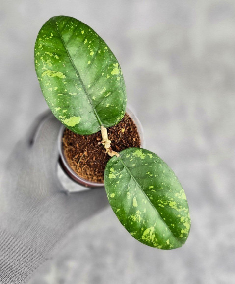 Hoya Sp. Aceh ABS 005 Hoya Sp. Aceh ABS 005