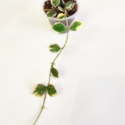 Hoya Curtisii Albo  
