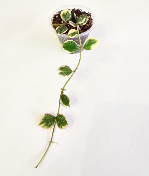 Hoya Curtisii Albo  