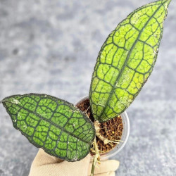 Hoya Clemensiorum Aceh #023                                         