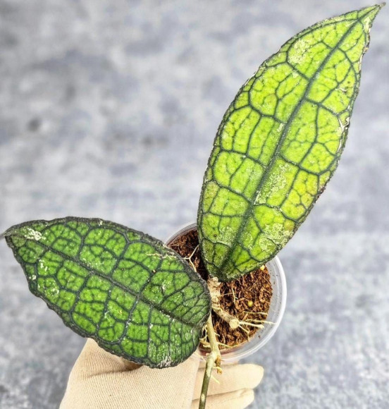 Hoya Clemensiorum Aceh #023                                         