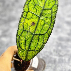 Hoya Clemensiorum Aceh ar #066